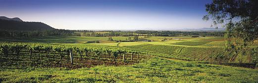 Panorama of vineyards in the Hunter Valley