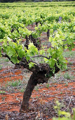 Grape vines at Andrew Peace, the Murray